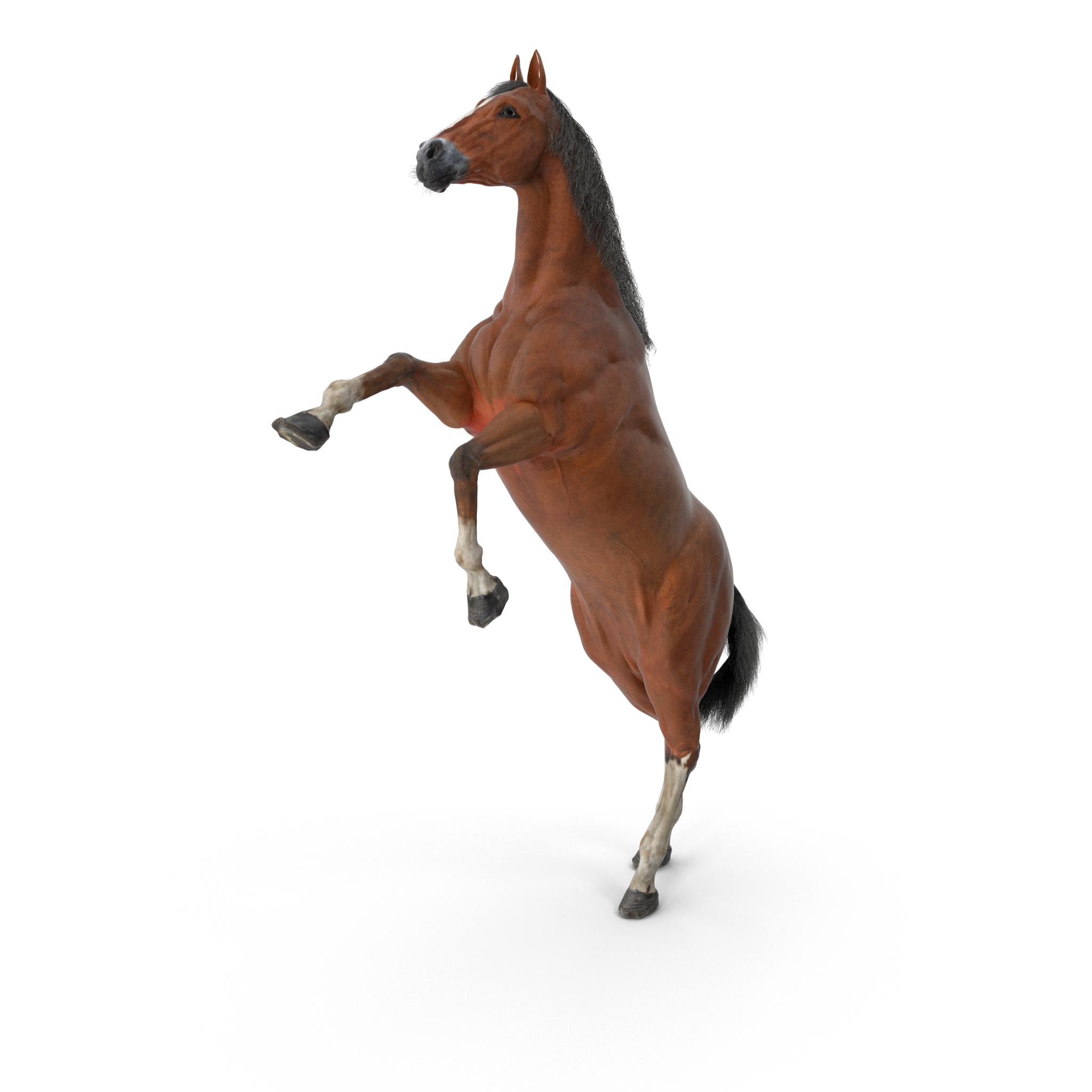 Logo do Haras